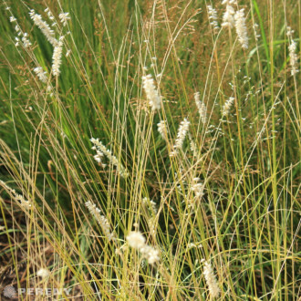 Melica ciliata -  K9