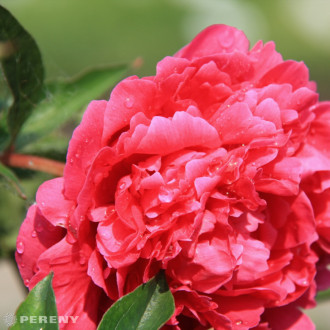 Paeonia lactiflora (D)‘Kansas‘ - K2l