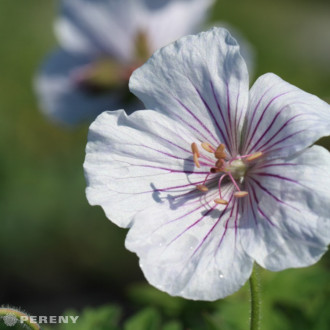 Geranium himalayense ‘Derrick Cook‘ - K9