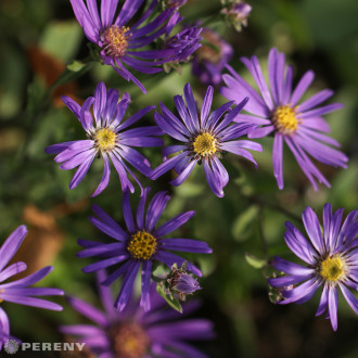 Aster amellus ‘Veilchenkonigin‘ - K9