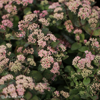 Sedum telephium ‘Matrona‘- K2l