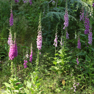 Digitalis purpurea ‘Foxy‘ - K9