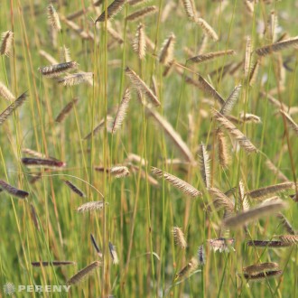 Bouteloua gracilis (B. oligostachya) - K9