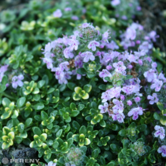 Thymus x citriodorus ‘Rasta‘ - K9