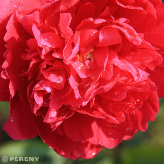 Paeonia lactiflora (D)‘Karl Rosenfield‘ - K2l