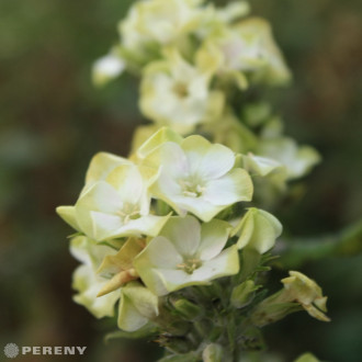Phlox paniculata ‘Jade‘ - K9