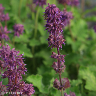 Salvia verticillata ‘Purple Rain‘ -K9