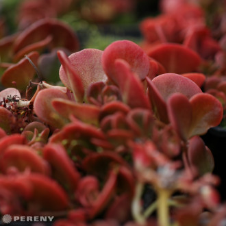 Sedum tetractinum ‘Coral Reef‘ - C13