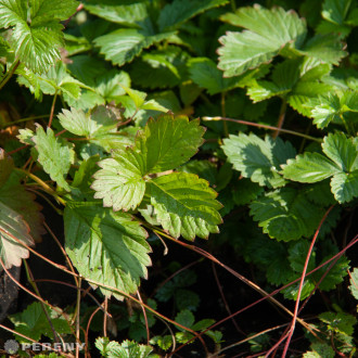 Fragaria vesca ‘Wildform‘ - K9