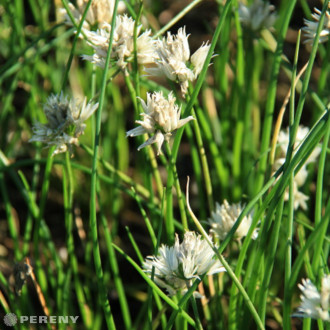 Allium schoenoprasum ‘Corsican White‘ - K9