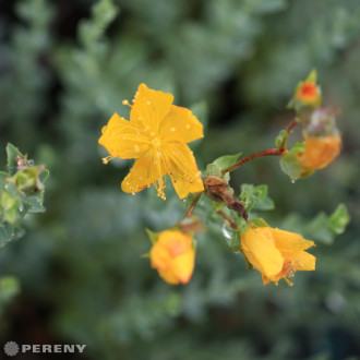 Hypericum polyphyllum ‘Grandiflorum‘ - K9