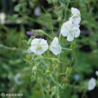 Geranium phaeum ‘Album‘ - K9