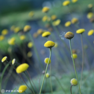 Cotula hispida - K9