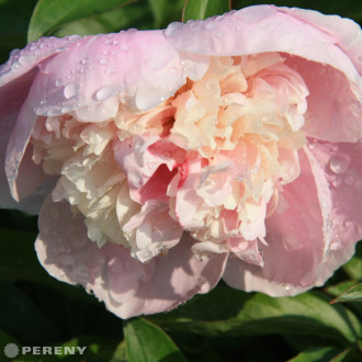 Paeonia lactiflora (D)‘Sorbet‘ - K2l
