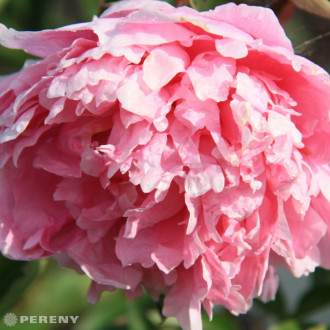 Paeonia lactiflora (D)‘Alexander Fleming‘ - K2l