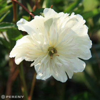 Paeonia lactiflora (D)‘Charles White‘ - K2l