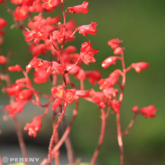 Heuchera sanguinea ‘Coral Forest‘ - K9