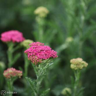 Achillea ‘Sassy Summer Taffy‘ - K11