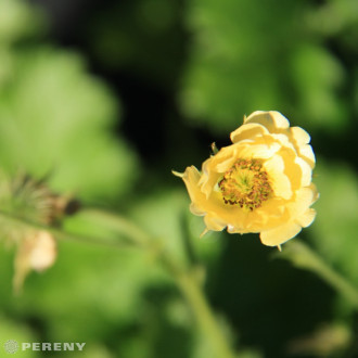 Geum ‘Cocktail Gimlet‘ ® - K11