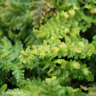 Dryopteris filix-mas ‘Crispa‘ - K9