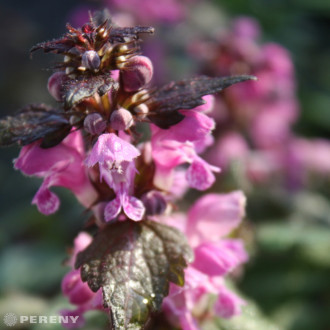 Lamium maculatum ‘Roseum‘ - K9