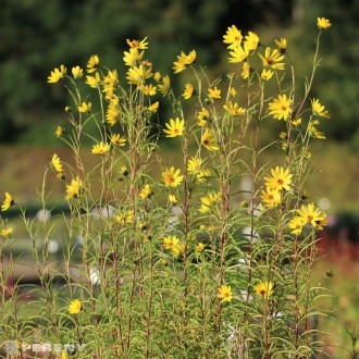 Helianthus salicifolius - K13