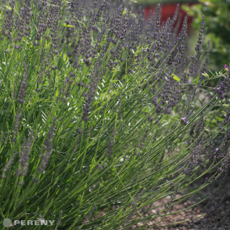 Lavandula angustifolia ‘Arabian Nights‘ - K9