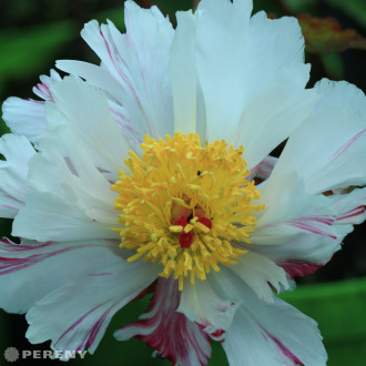 Paeonia lactiflora (E) ‘Nippon Beauty‘ - K2l