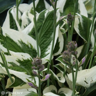 Hosta fortunei ‘Patriot‘ - K11