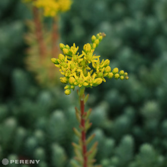 Sedum sediforme ‘Silver‘ - K9