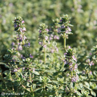 Thymus x citriodorus ‘Silver Queen‘ - K9