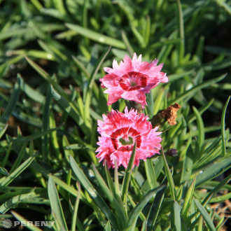 Dianthus plumarius ‘Dixie® Rose Picotee‘ - K9