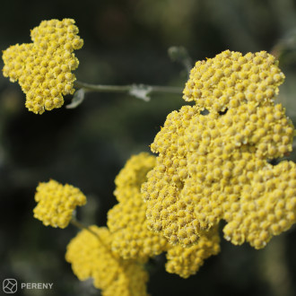 Achillea ‘Moonshine‘(clypeolata ‘Moonshine‘)-K9