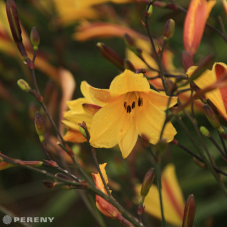 Hemerocallis ‘Corky‘ - K11