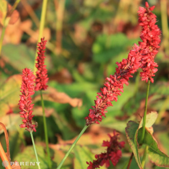 Persicaria amplexicaulis ‘Fat Domino‘ ®- K11