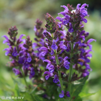 Salvia nemorosa (superba) ‘Marcus‘® - K9