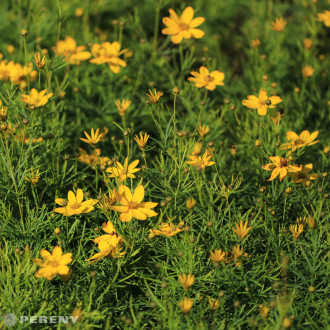 Coreopsis verticillata ‘Zagreb‘ - K2l