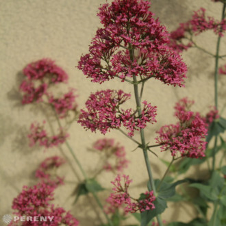 Centranthus ruber ‘Coccineus‘ - K9