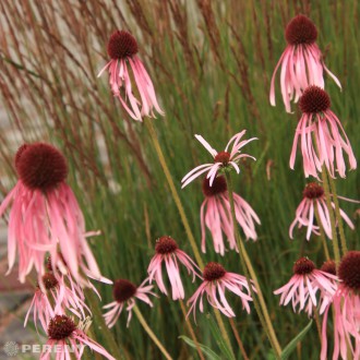 Echinacea pallida - K9