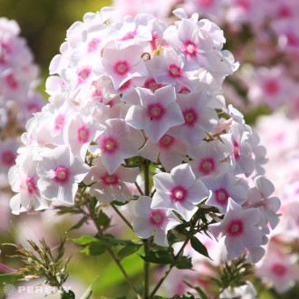 Phlox paniculata ‘Graff Zeppelin‘ - K9