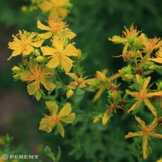 Hypericum perforatum - K9