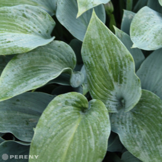 Hosta tardiana ‘Halcyon‘ - K9