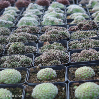 Sempervivum sorty - K9