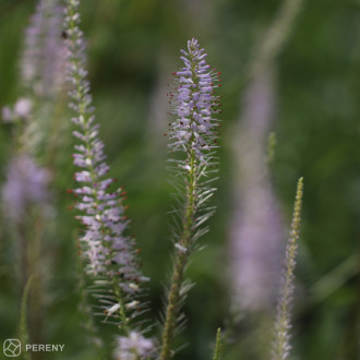 Veronicastrum virginicum ‘Lavendelturm‘ - K11