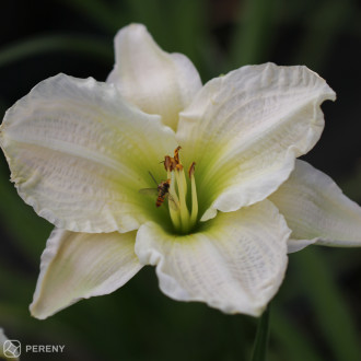Hemerocallis ‘Gentle Shepherd‘ - K11