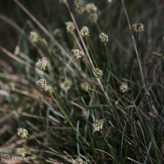 Sesleria caeruela - K9