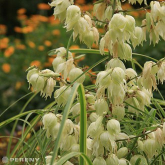 Yucca filamentosa - K9