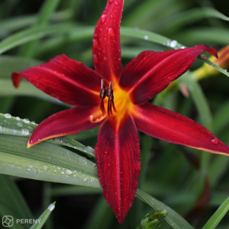 Hemerocallis ‘Autumn Red‘ - K9
