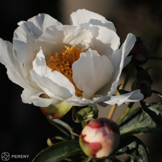Paeonia lactiflora (E) ‘White Wings‘ - K2l