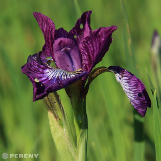 Iris sibirica ‘Contrast in Styles‘ - K9
